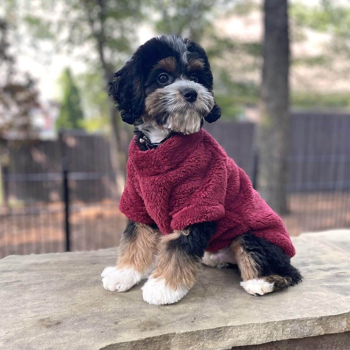 dog gear pullover Doggie Design Soft Plush Pullover Burgundy X-Small