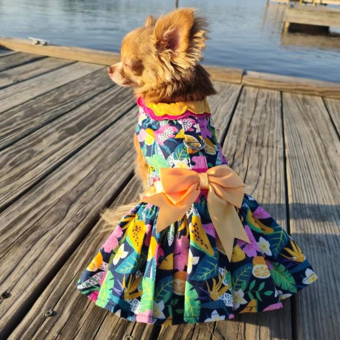A Chihuahua wearing a navy Fiesta Floral dog dress sitting on a wooden dock.
