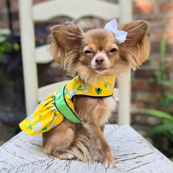 ladybugs and daisies dog dress on a chihuahua
