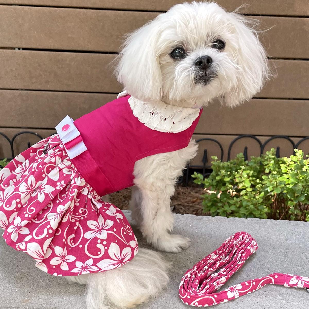 A white Bichon Frise is modeling a pink hibiscus floral small dog dress with a matching leash on a wooden deck.