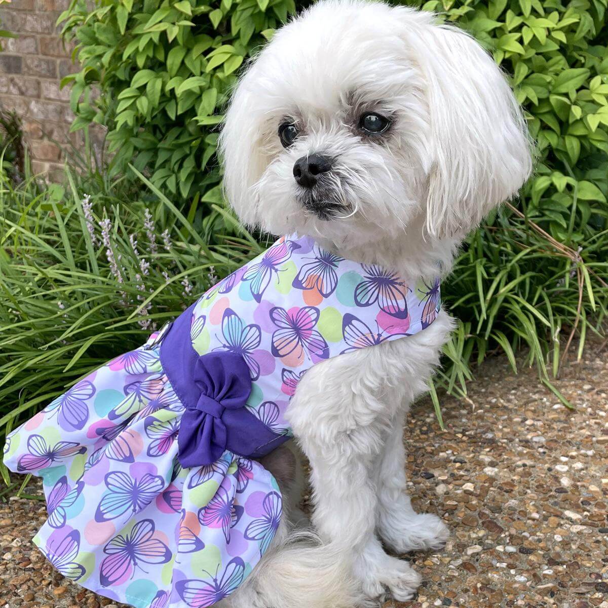 Purple Butterfly Small Dog Dress & Matching Leash