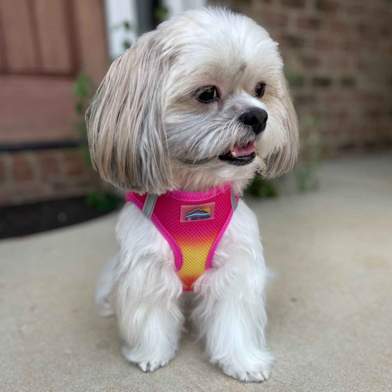 small-dog-harness-American-River-Raspberry-Pink-and-Orange-on-a-Shih-Tzu-mix-dog