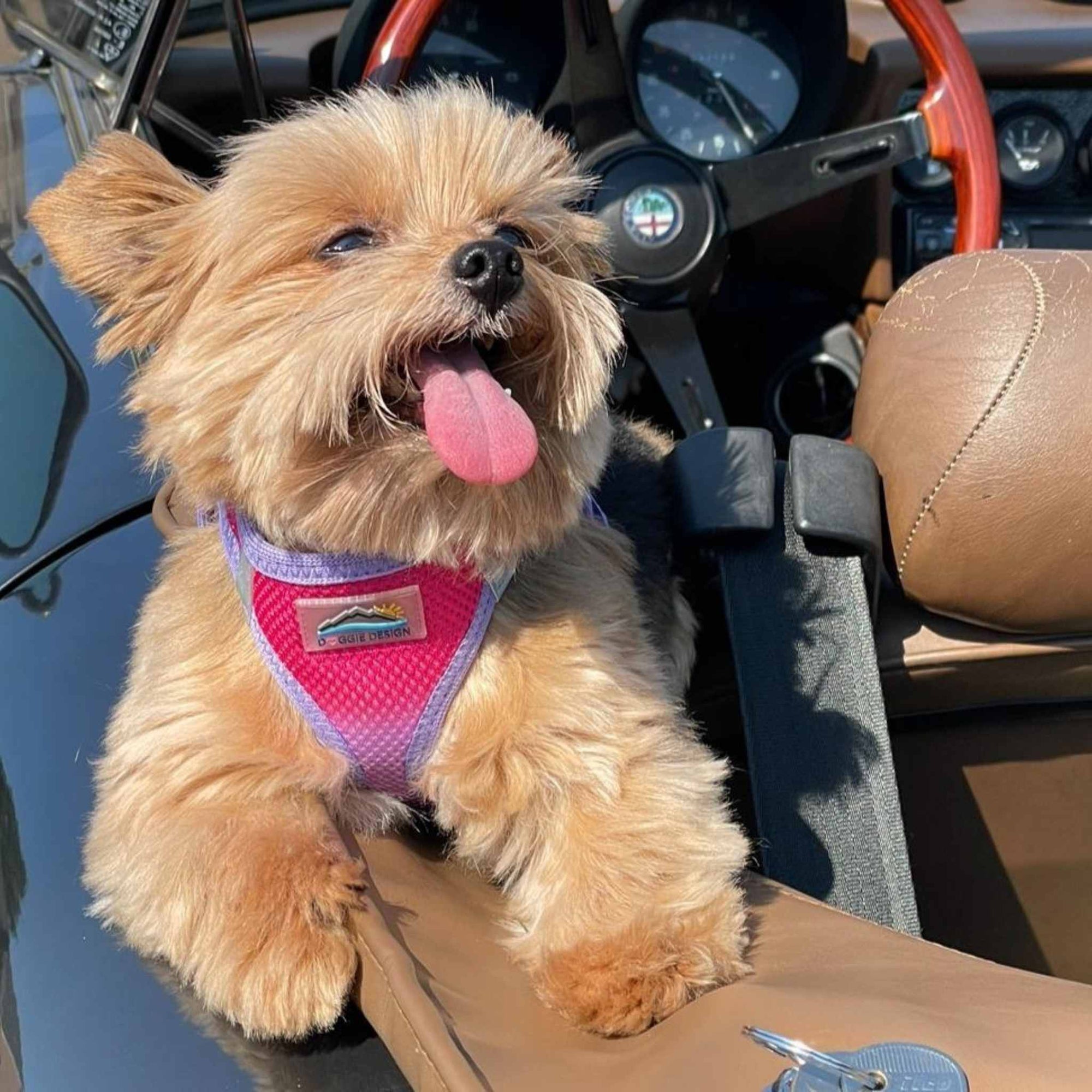 American River Step-in Dog Harness - Ombre Collection