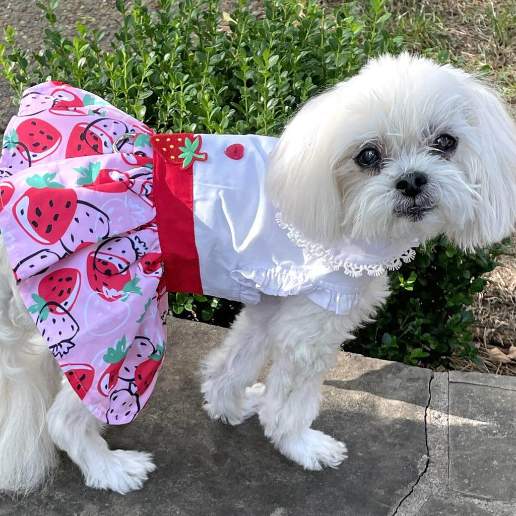 Strawberry Picnic Small Dog Dress & Matching Leash