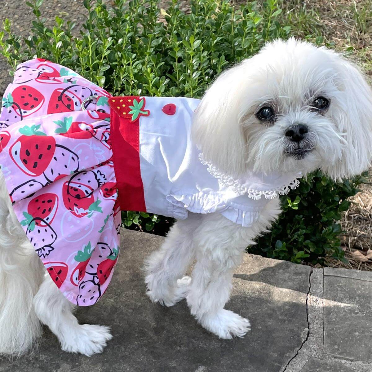 strawberry picnic dog dress on a small white dog