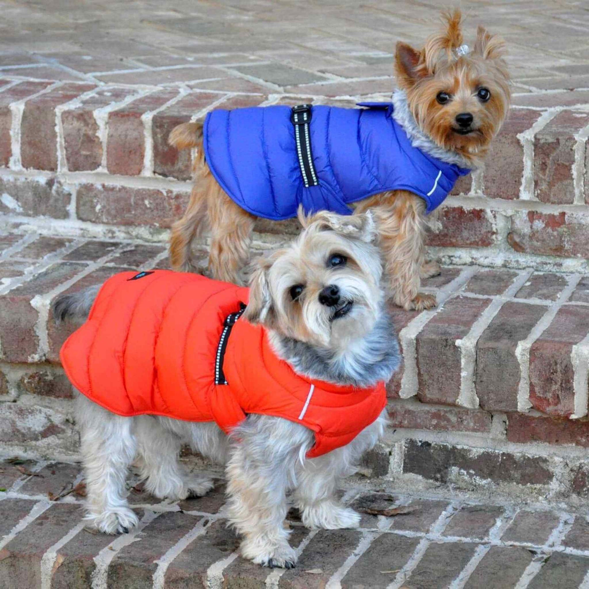 Alpine Extreme Weather Puffer Coat - Orange and Red on dogs