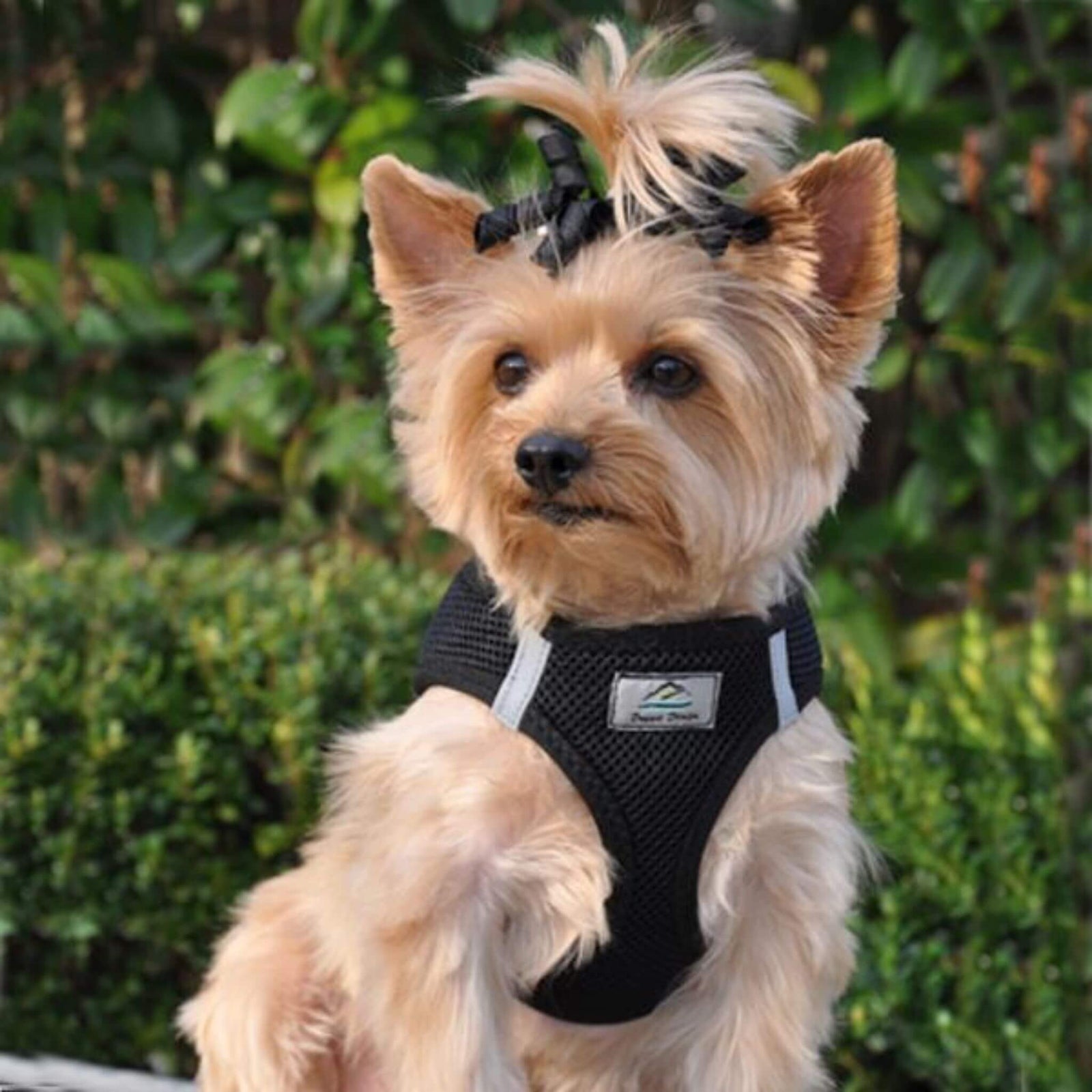 american river step in dog harness - black - yorkie
