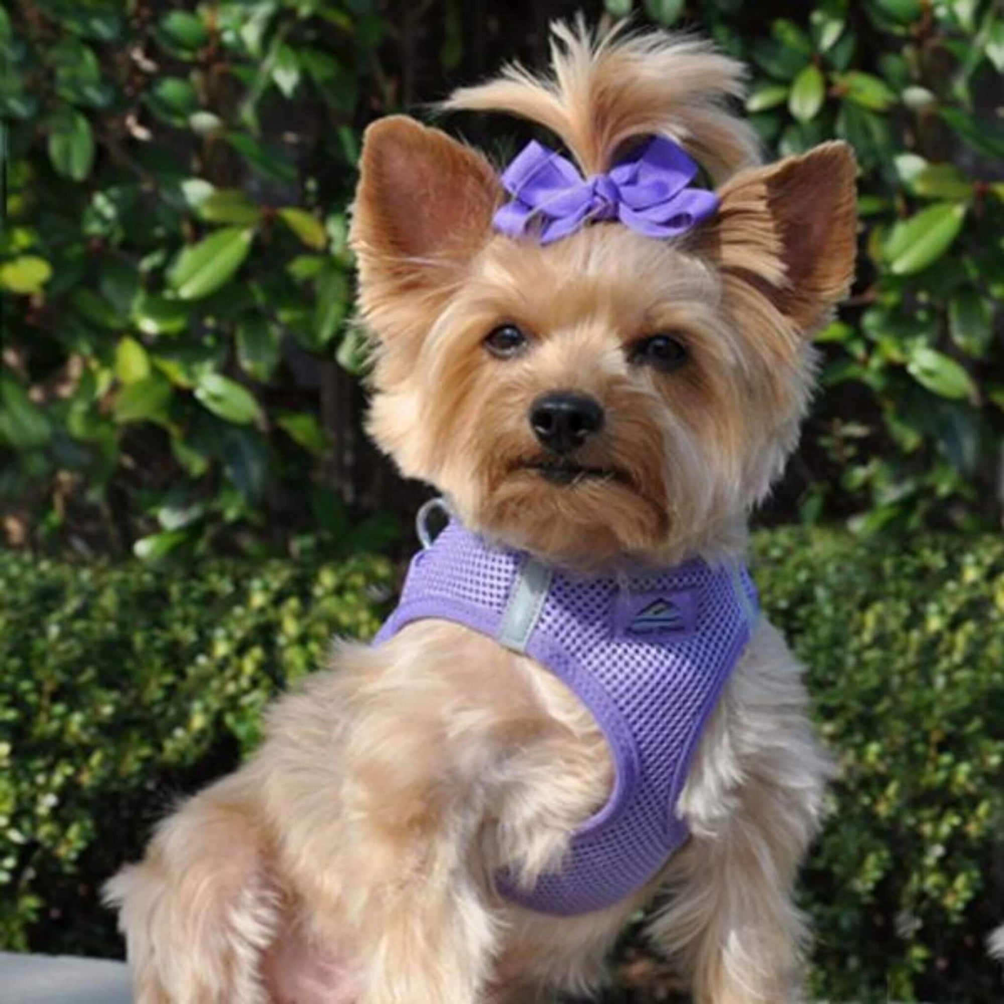 american river step in dog harness - paisley purple - yorkie