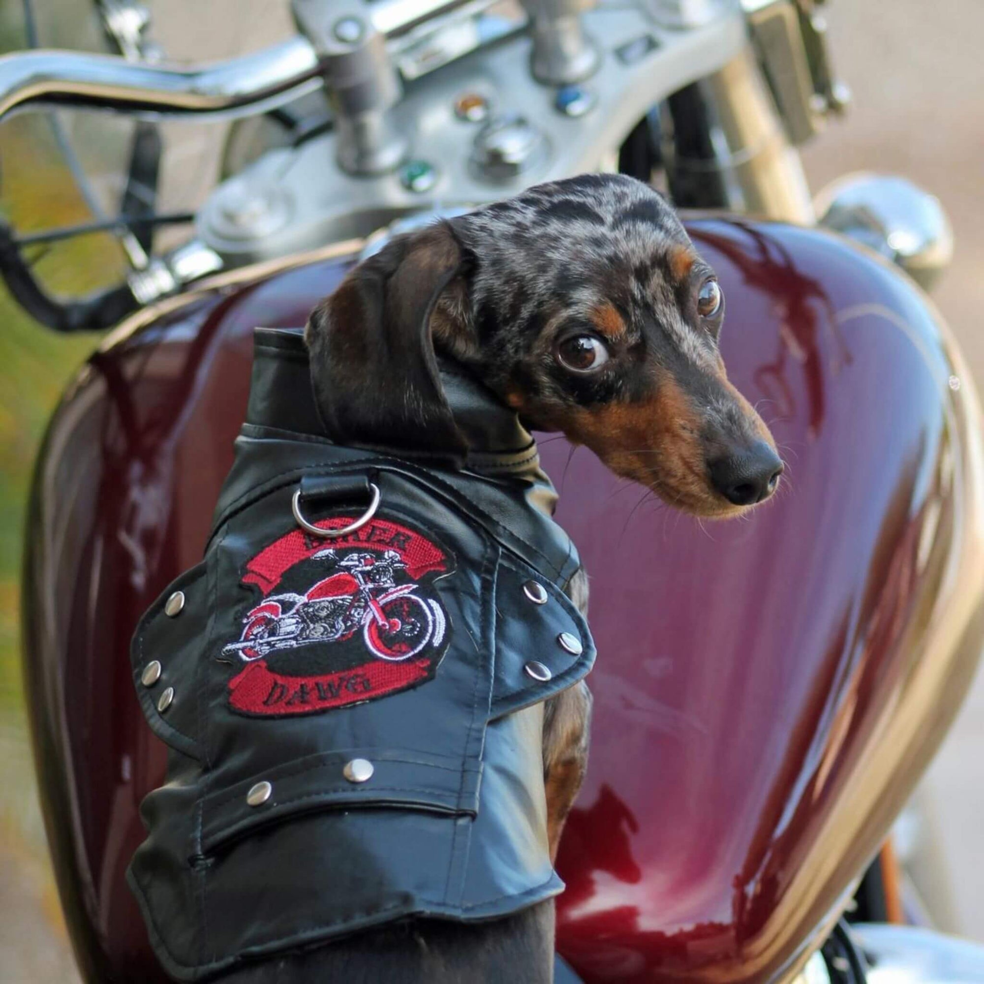Biker Dawg Motorcycle Dog Jacket - Black - Dachshund