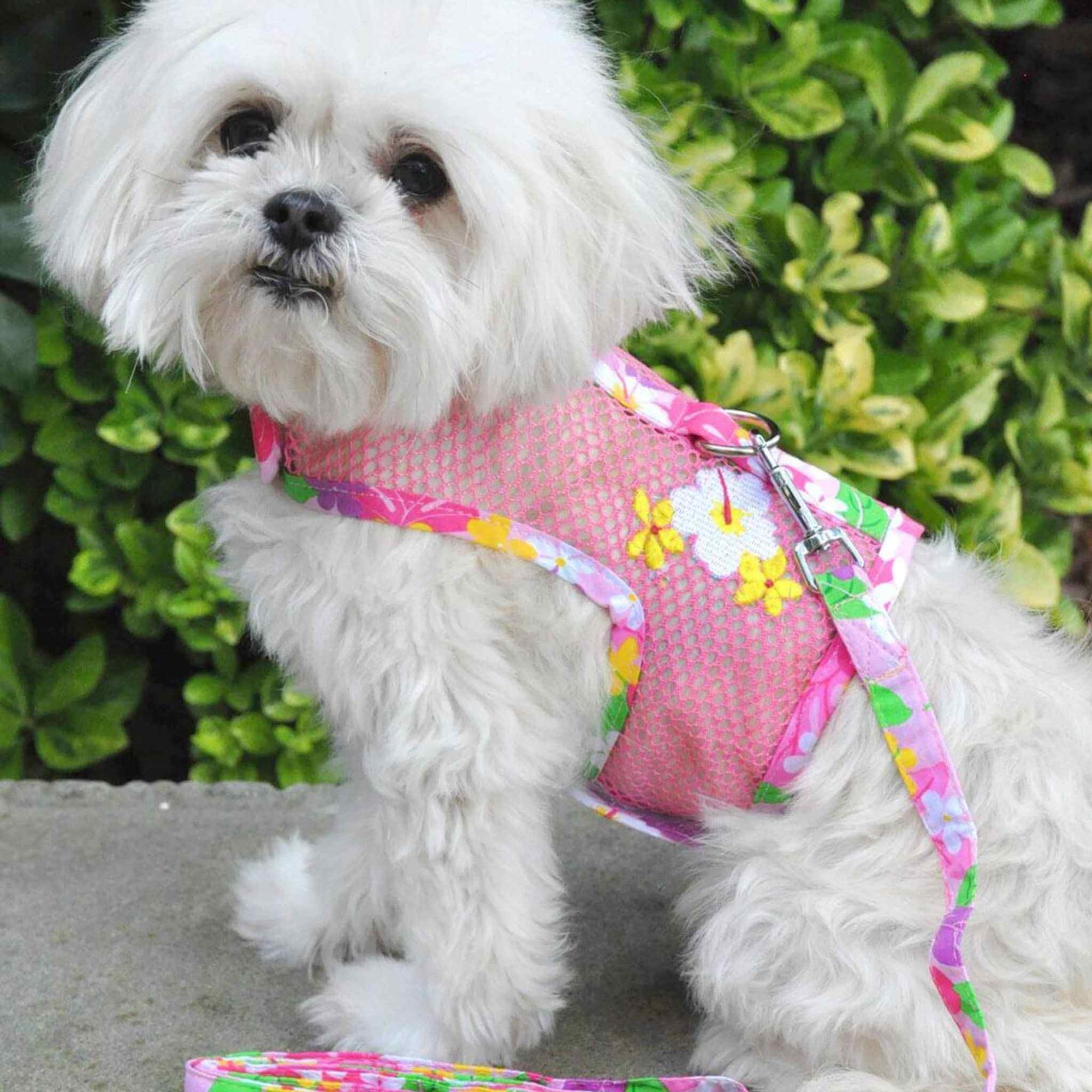 Cool Mesh Dog Harness - Pink Hawaiian Floral on a white dog