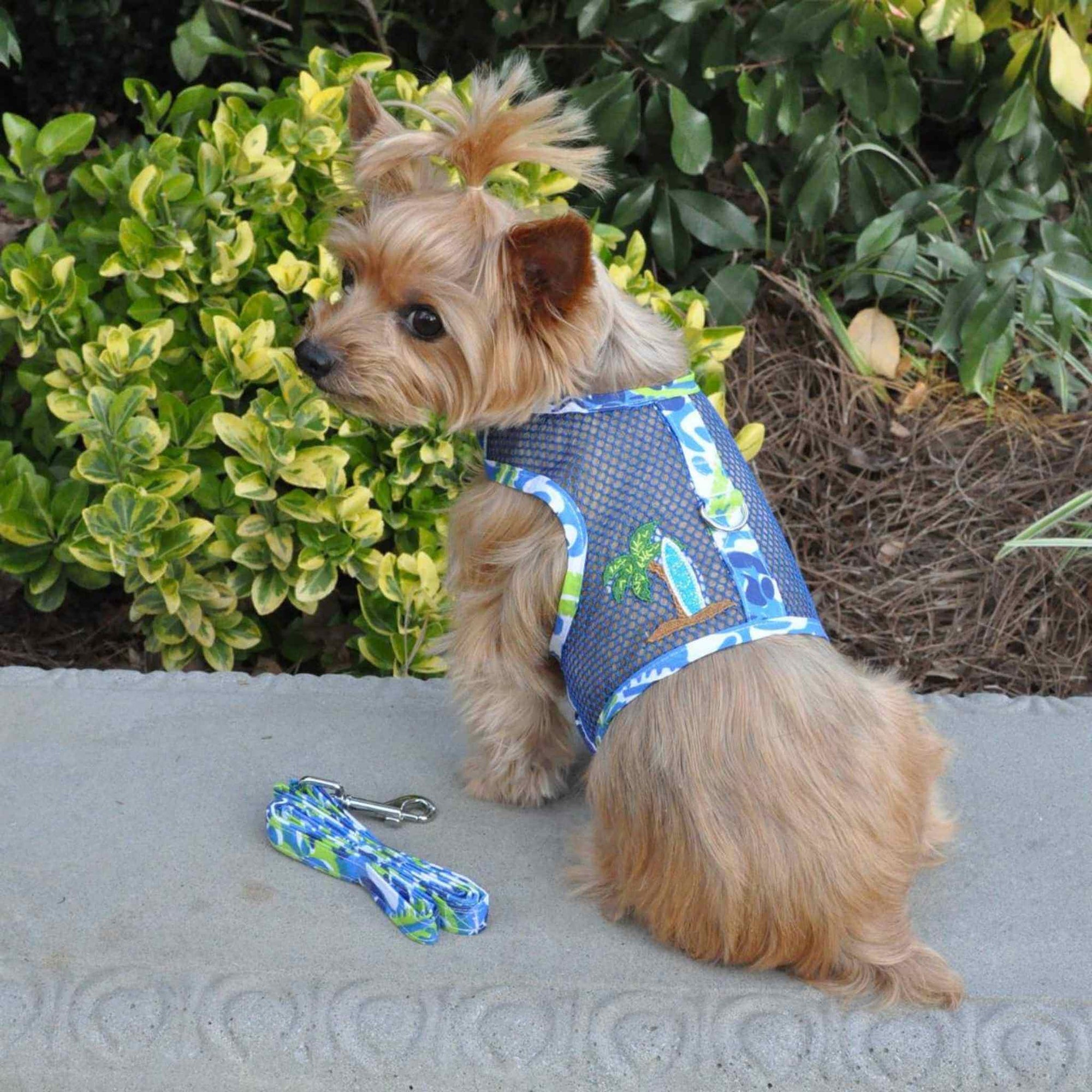 Cool Mesh Dog Harness - Surfboard Blue and Green - on a Yorkie