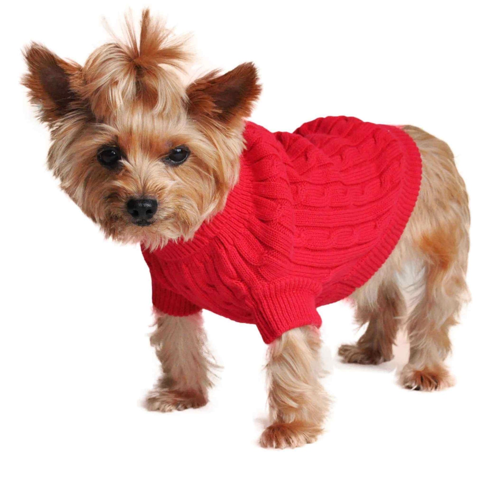Combed Cotton Cable Knit Dog Sweater - Red on a Yorkie