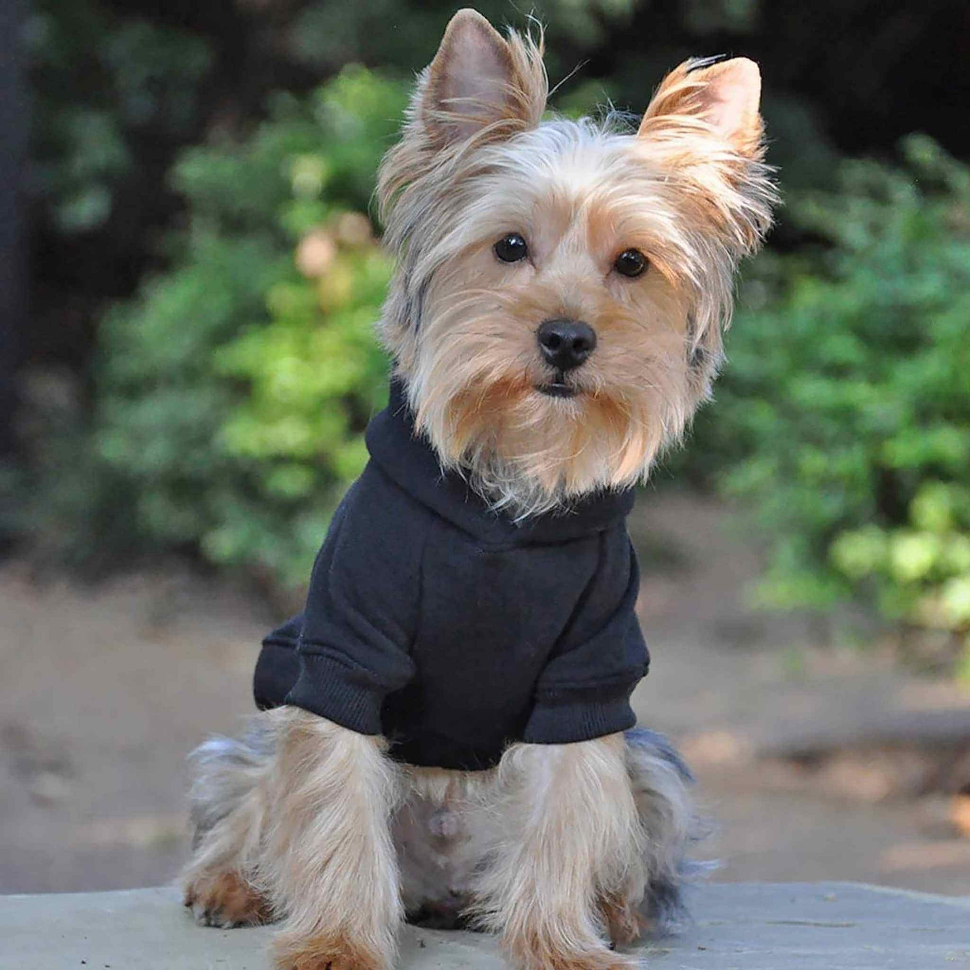 Doggie Design Dog Hoodie - black on a Yorkie