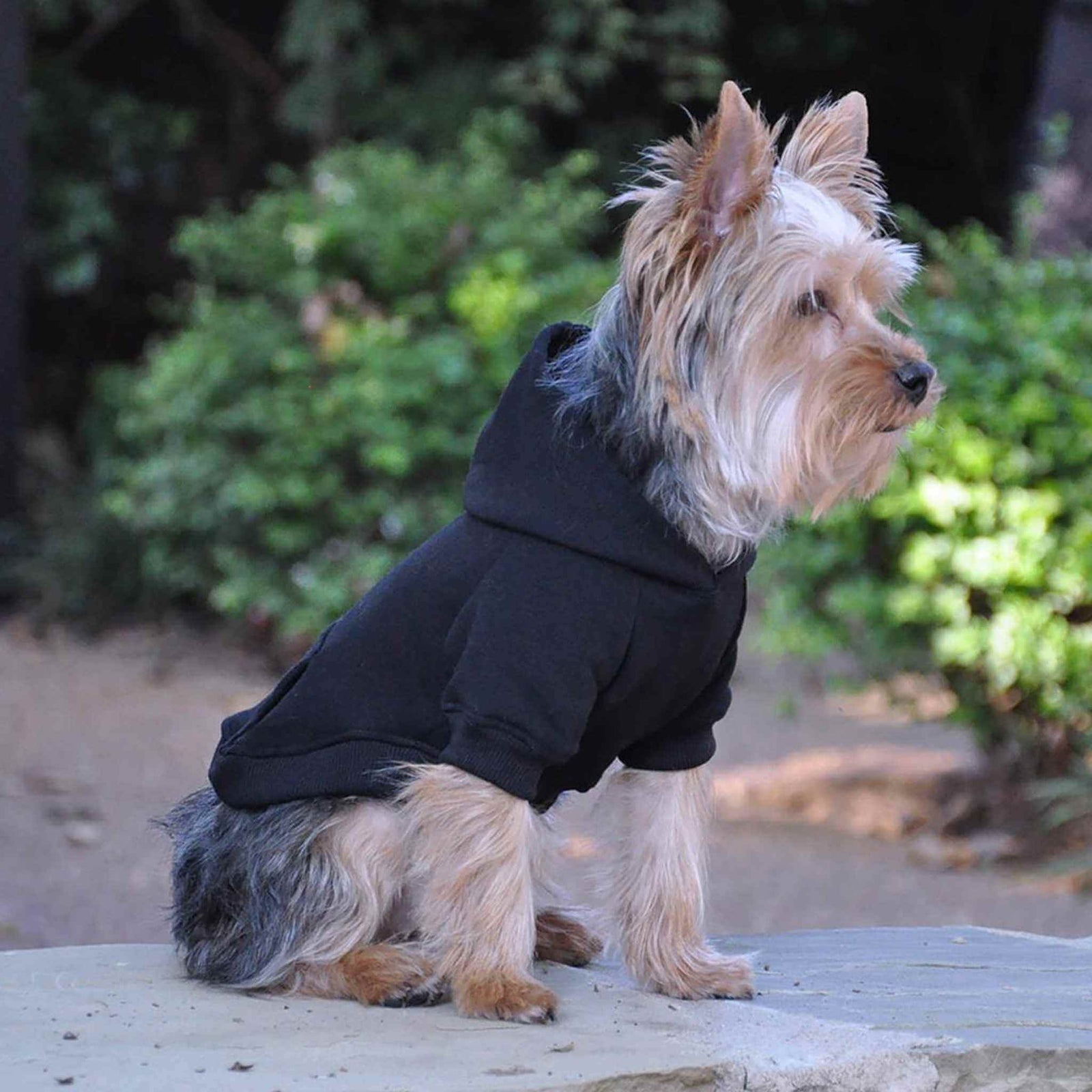 Doggie Design Dog Hoodie - black on a Yorkie - side view