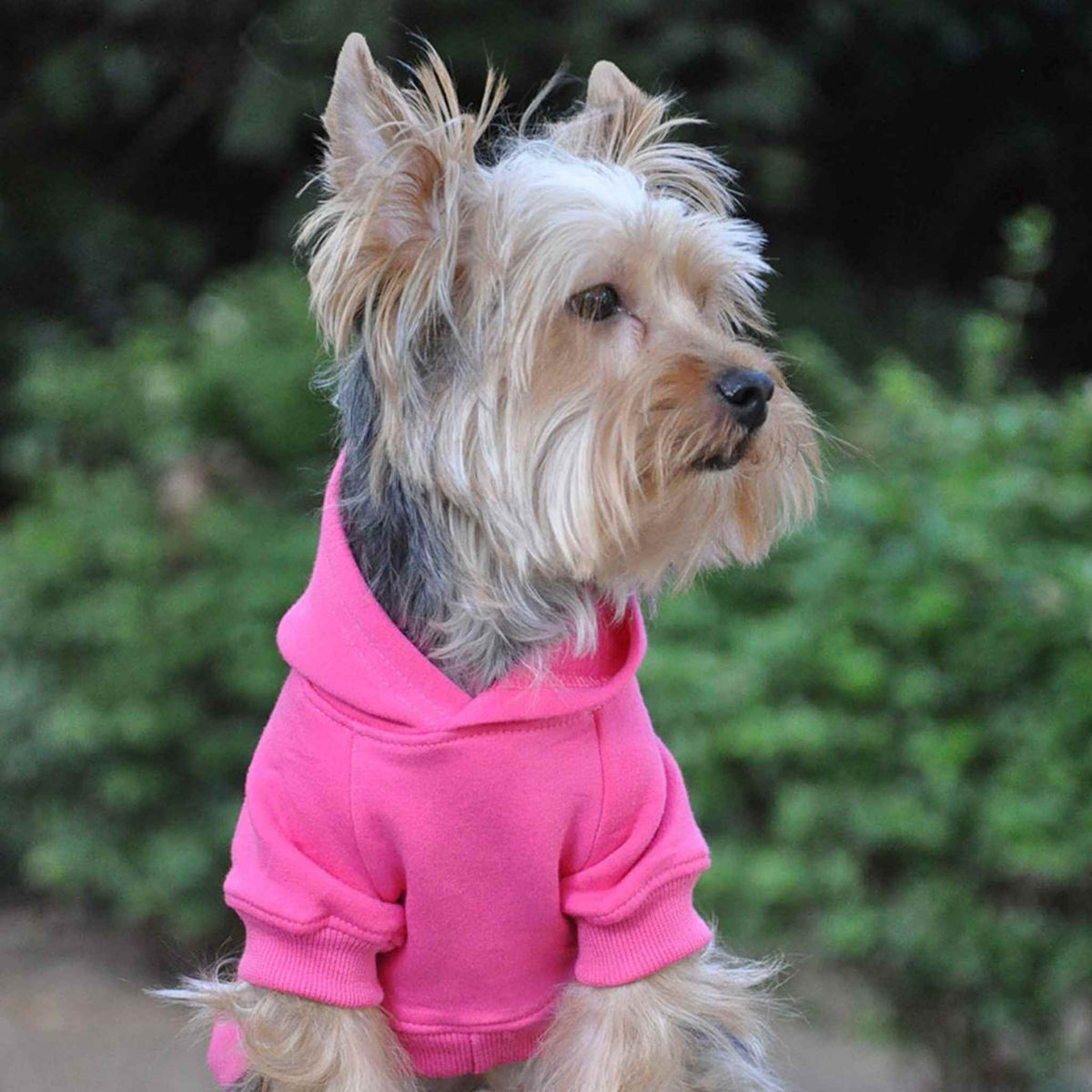 Doggie Design Dog Hoodie - Pink on a Yorkie
