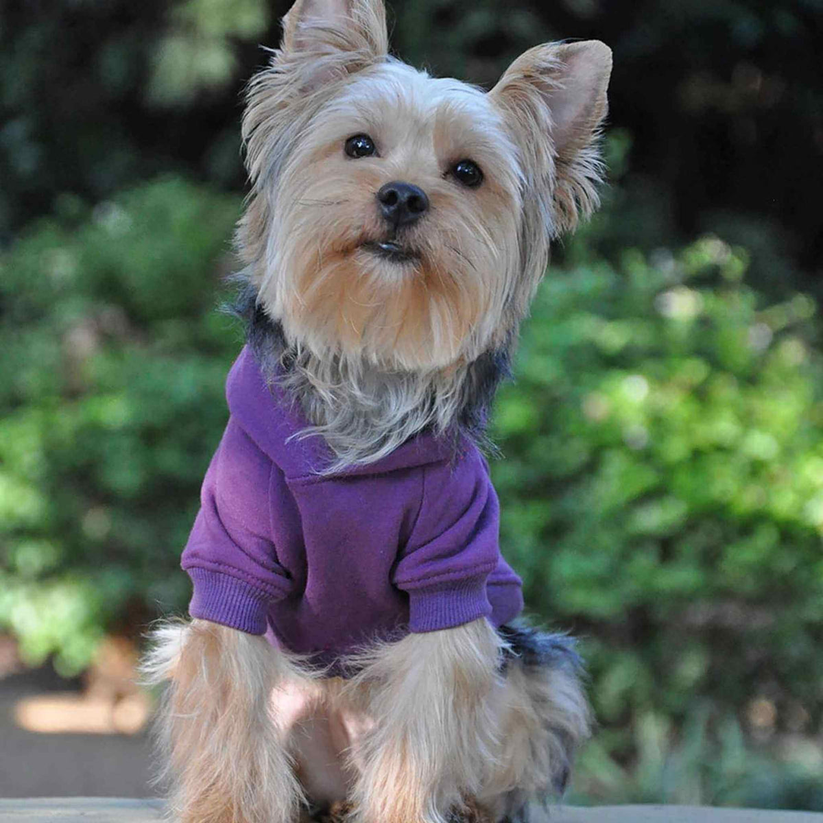 Doggie Design Dog Hoodie - Purple on a Yorkie