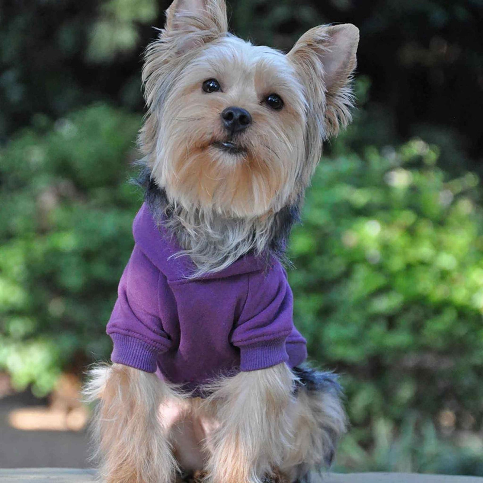 Doggie Design Dog Hoodie - Purple on a Yorkie