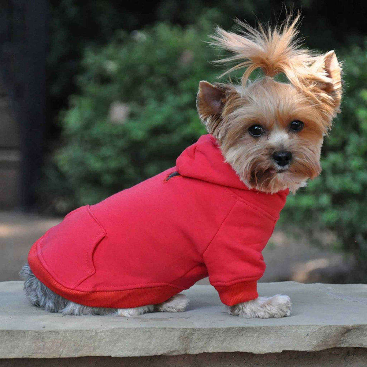 Doggie Design Dog Hoodie - Red on a Yorkie
