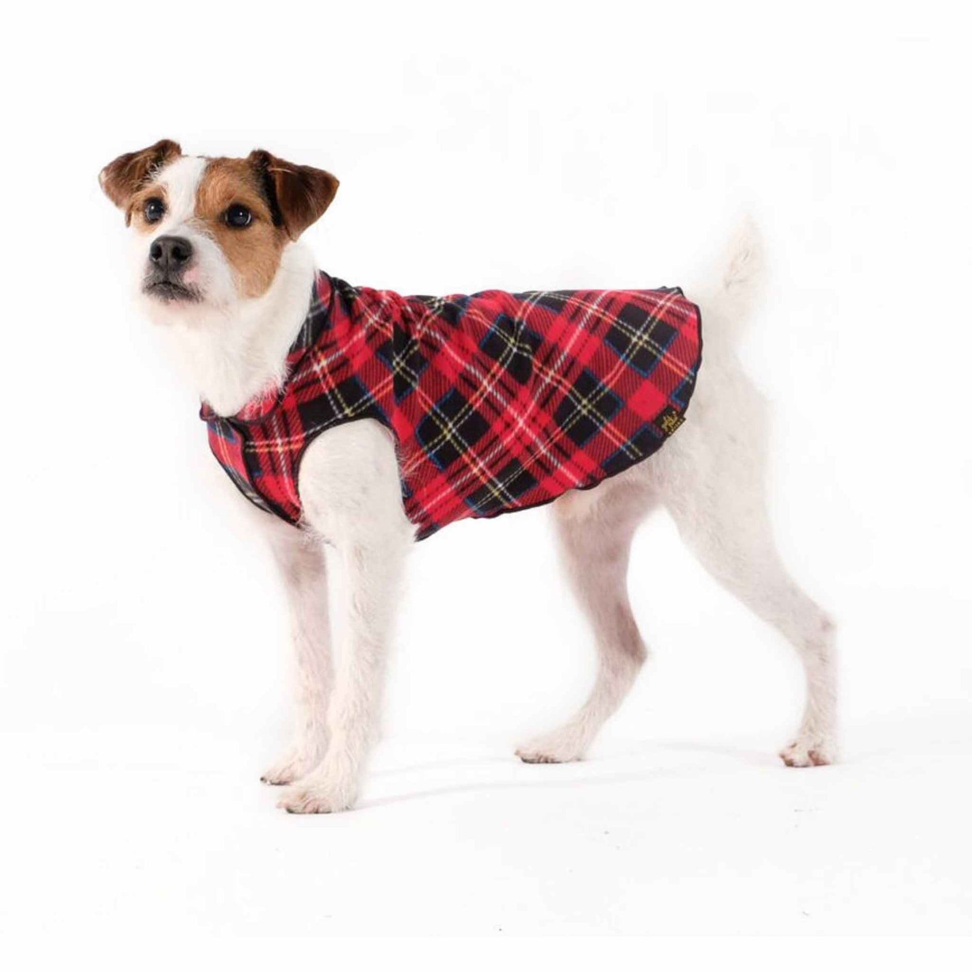 Gold Paw Stretch Fleece for Dogs - Red Tartan on a Jack Russell Terrier