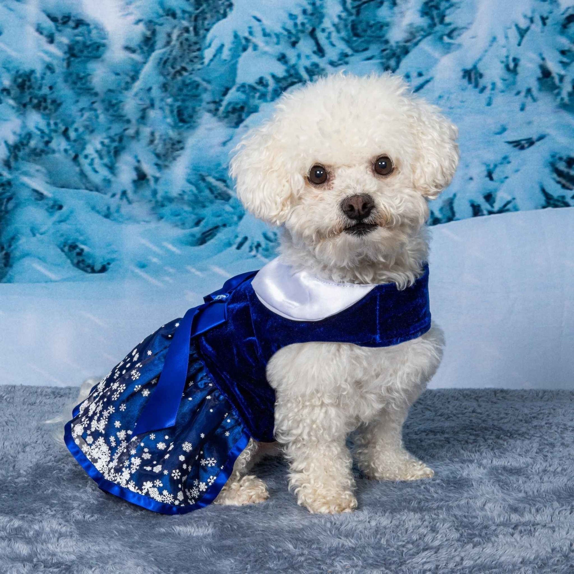 Snowflakes Holiday Dog Dress on a Bichon