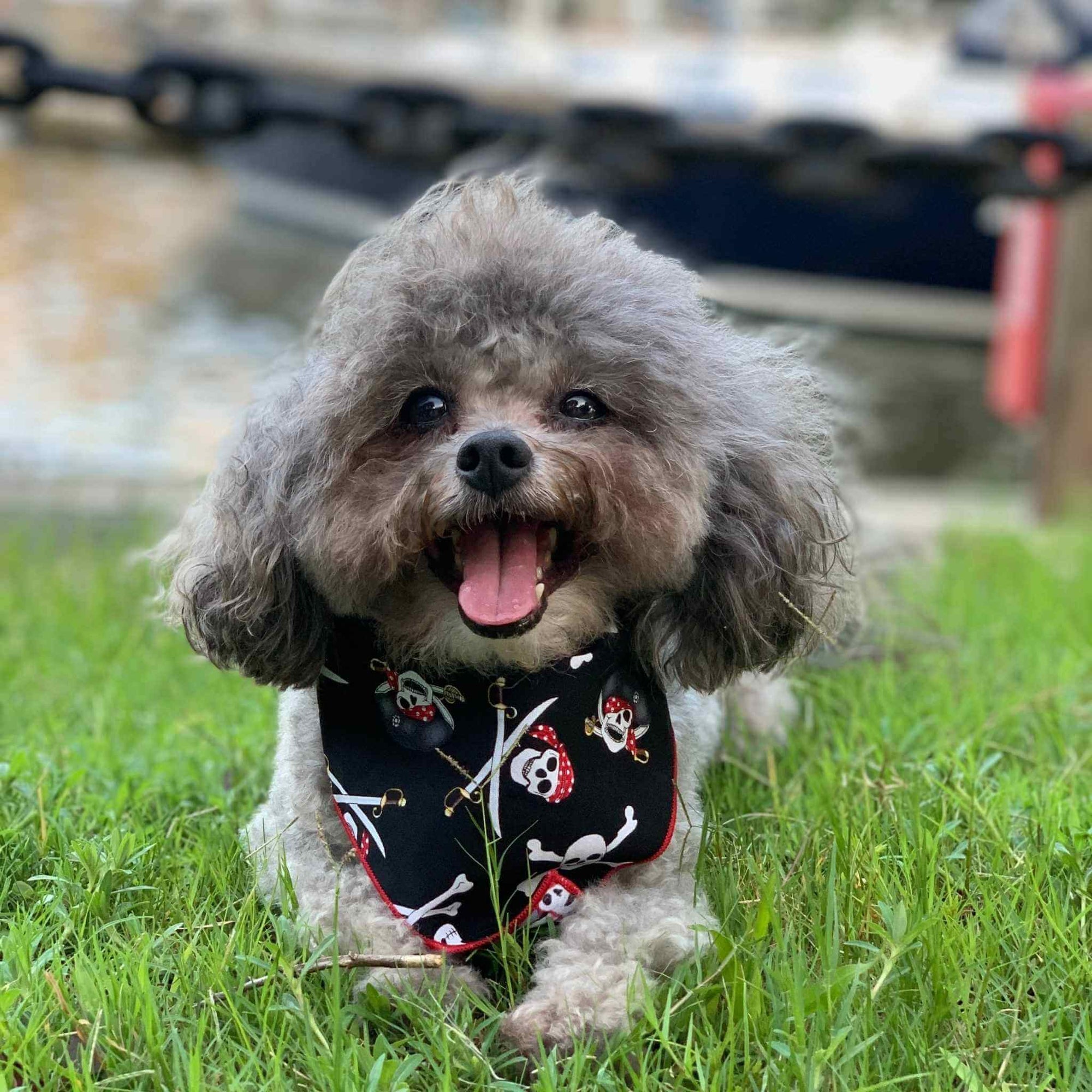 Jolly Roger Dog Bandana on a small dog