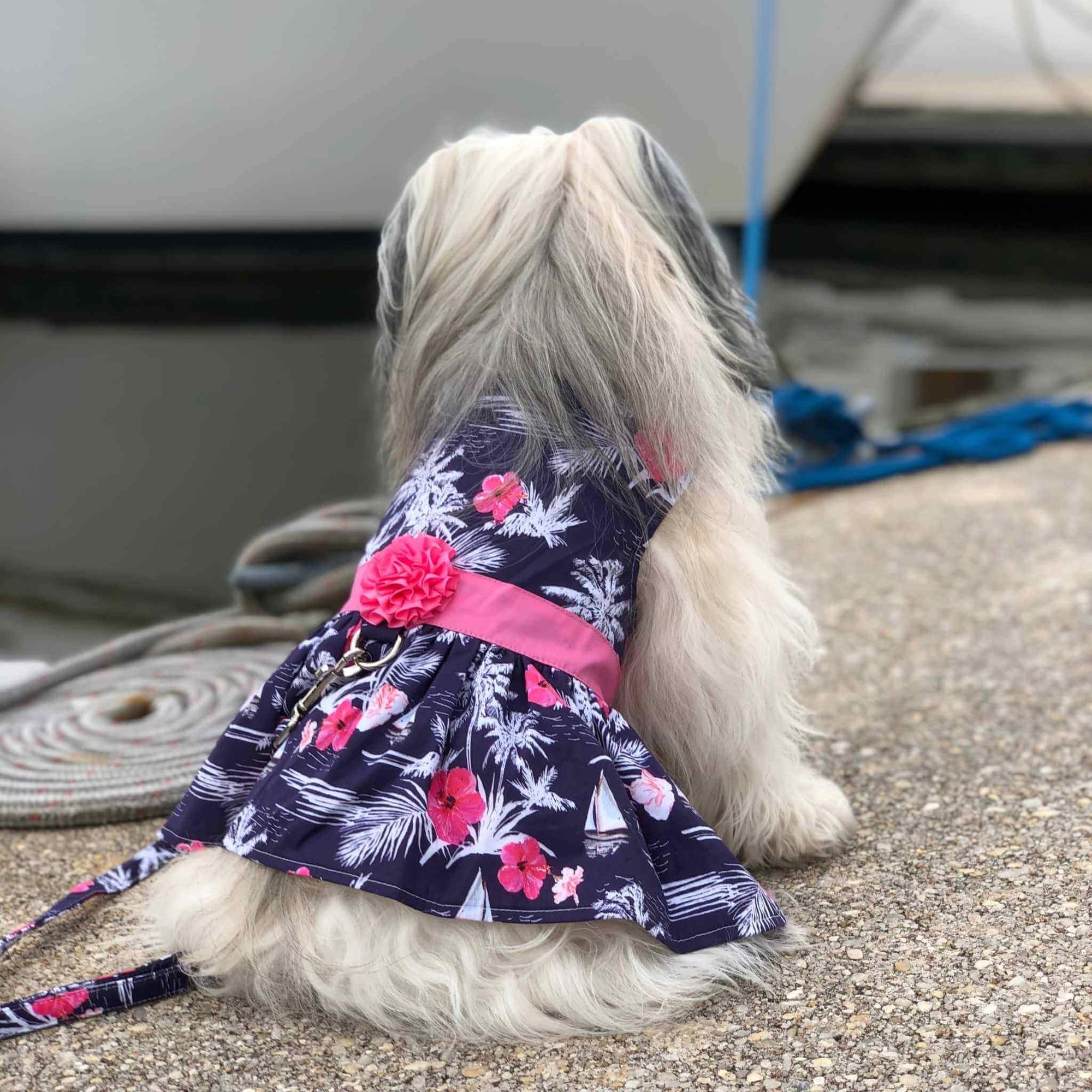 Moonlight Sails dog dress on a Havanese