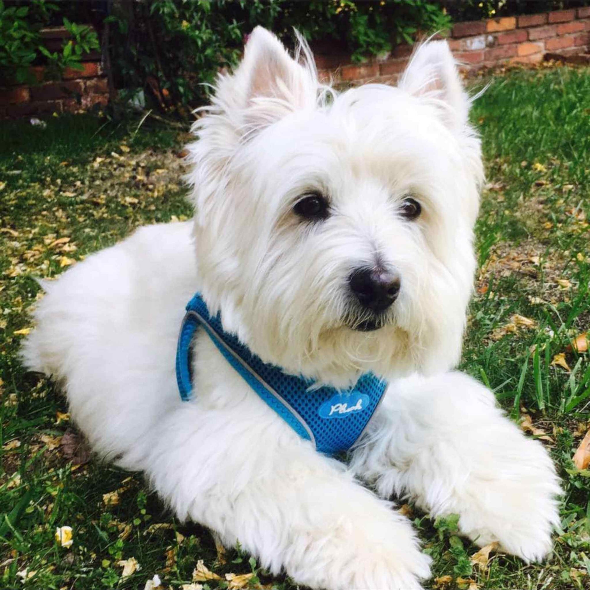 Plush Step In Dog Harness on a Westie