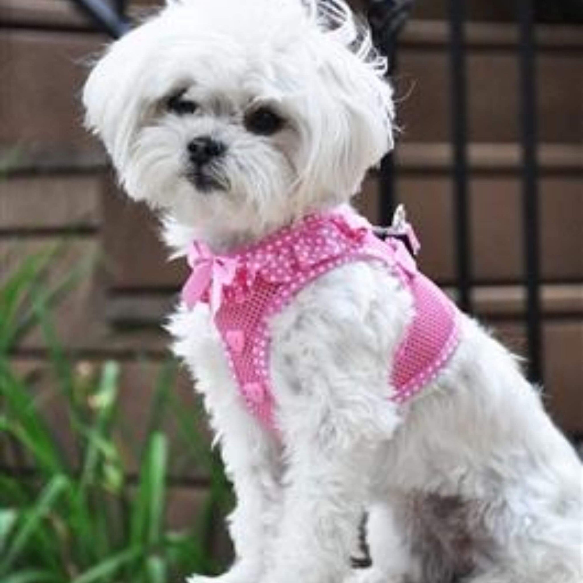 Polka Dot Step-in Dog Harness - Pink - Model