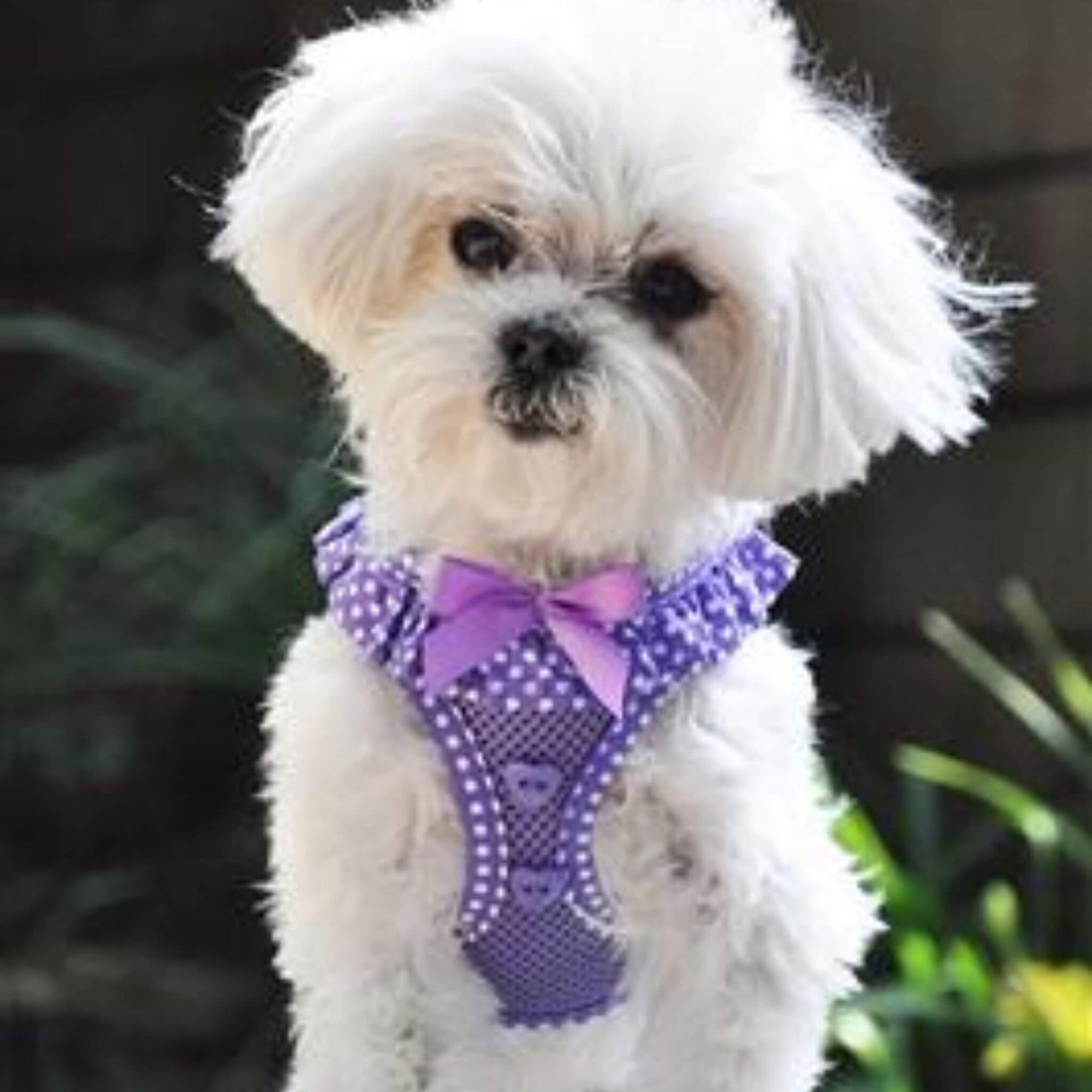 Polka Dot Step-in Dog Harness - Purple - Model