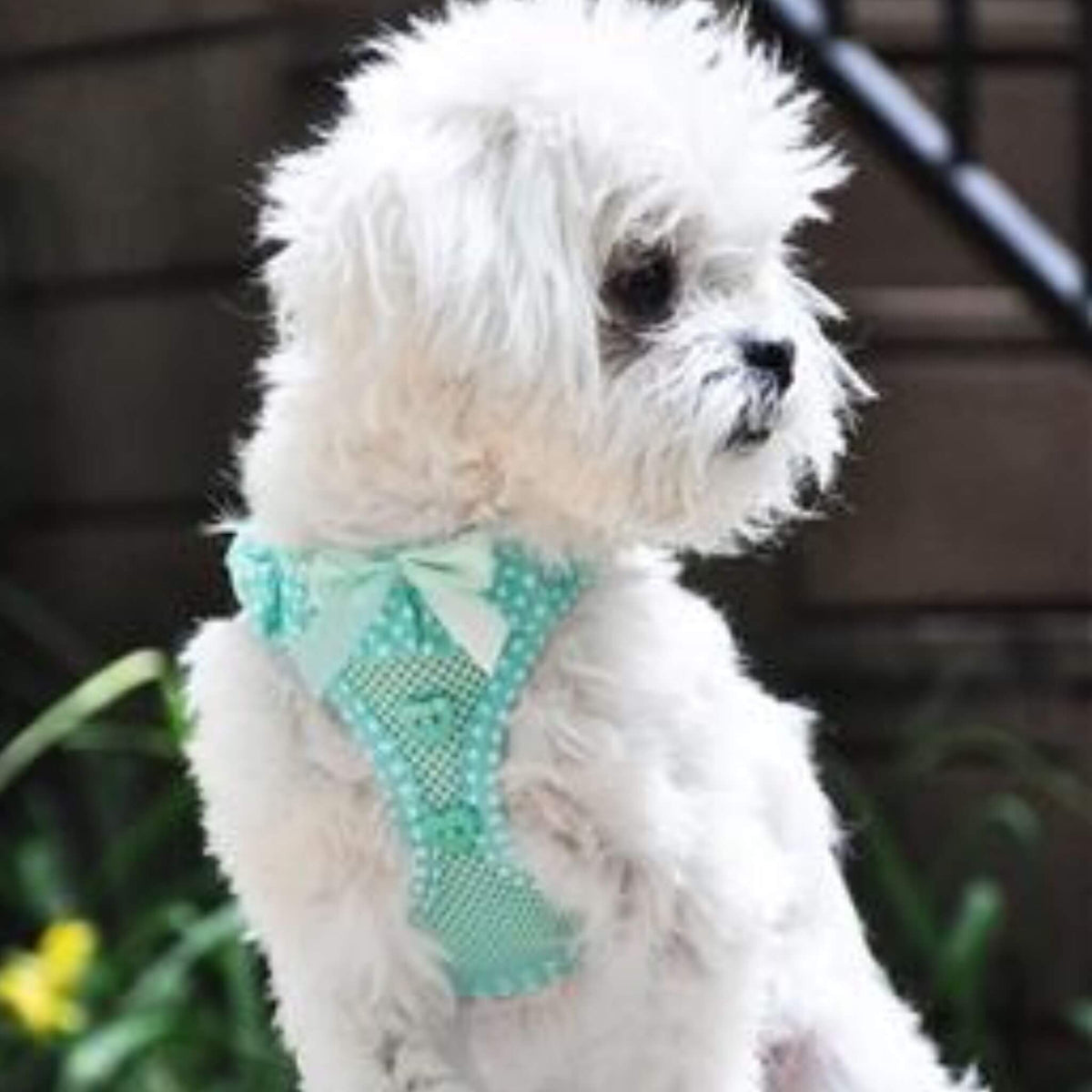 Polka Dot Step-in Dog Harness - Teal - Model