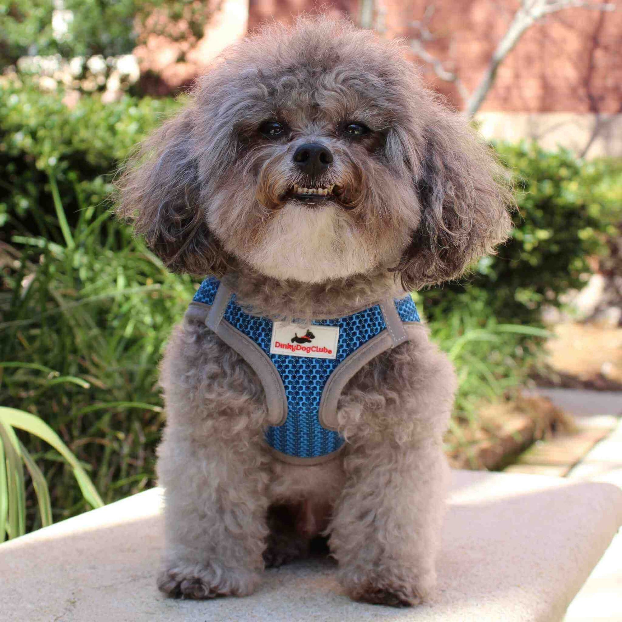 Small dog stuff clearance