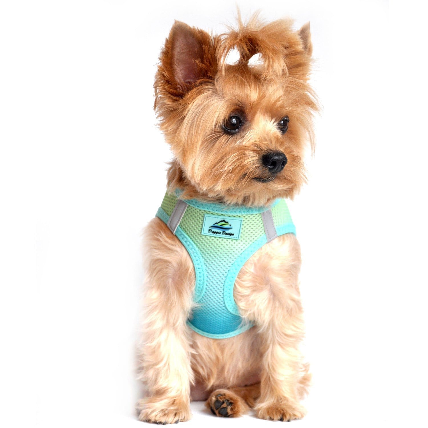 Step-in dog harness - Aruba Blue