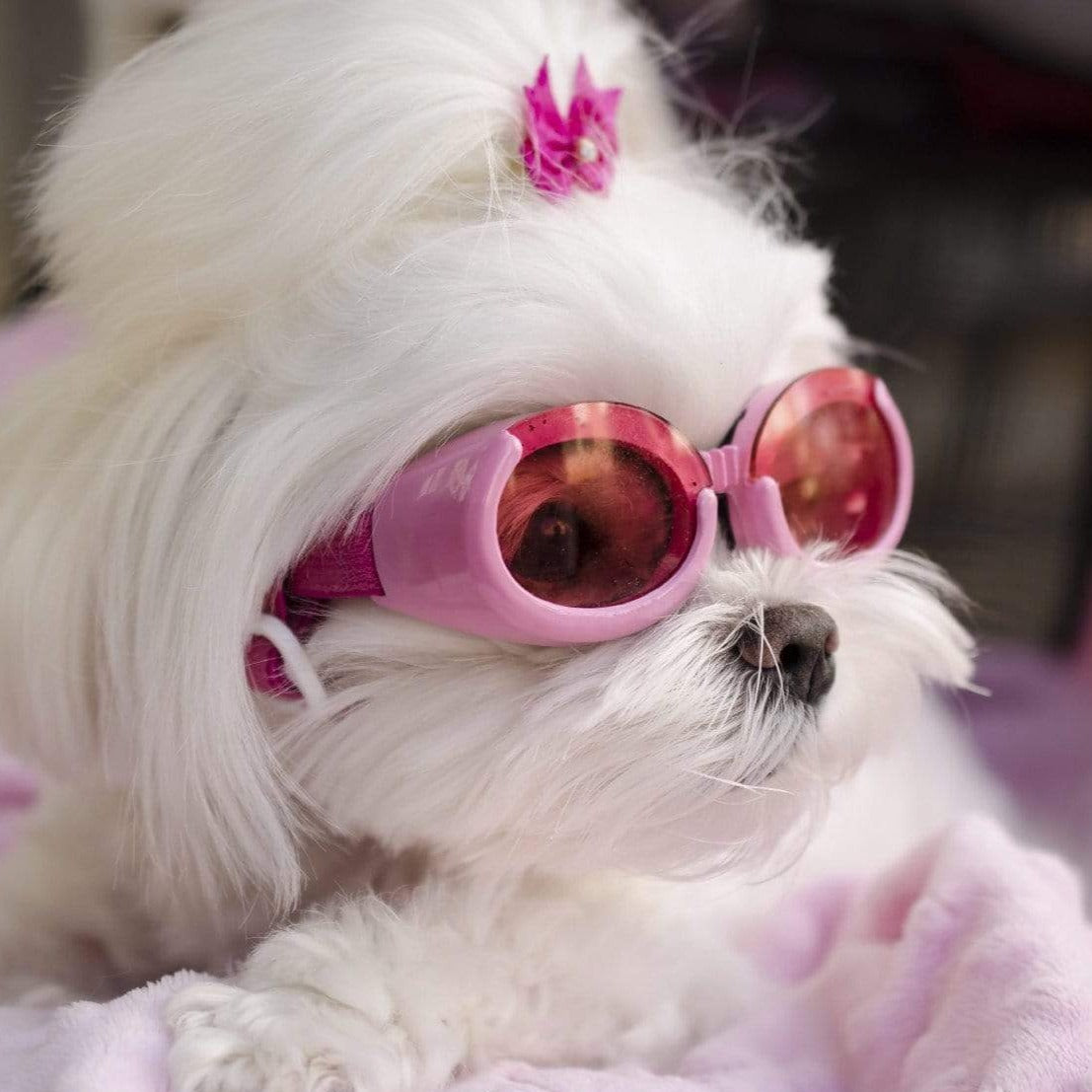 Doggles - Pink on model
