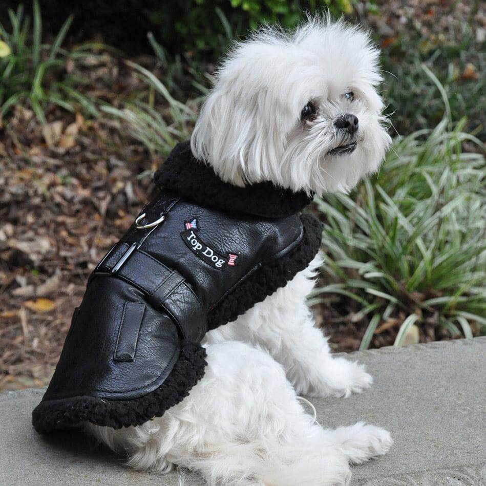 Black Bomber Dog Coat - Model