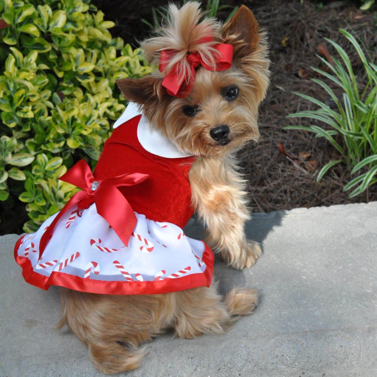Candy Canes Christmas Dog Dress