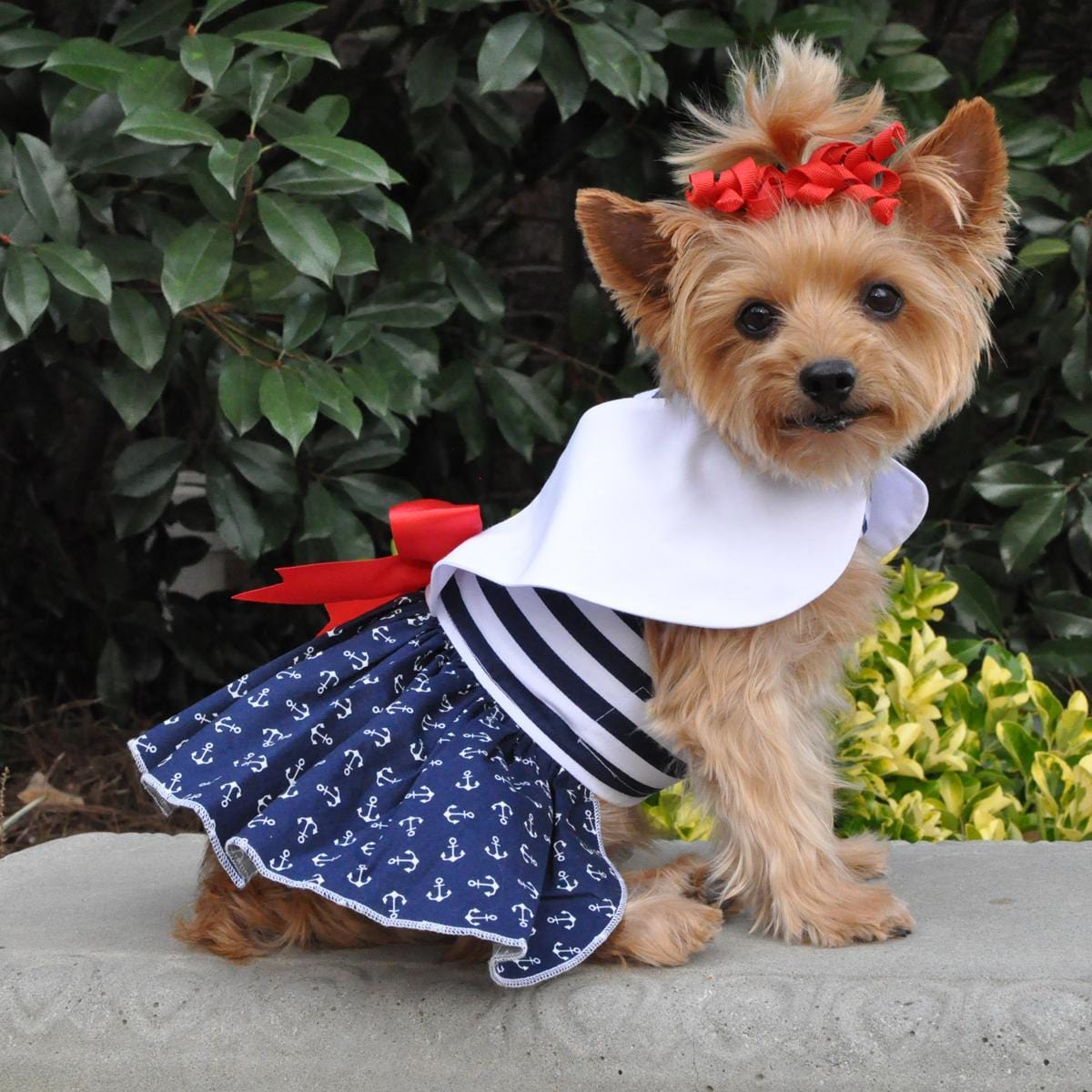 Nautical Dog Dress on a Yorkie